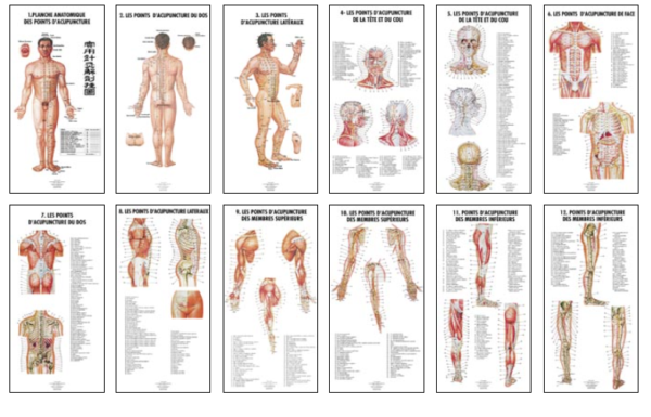 12 Planches anatomiques des points d'acupuncture et 14 méridiens