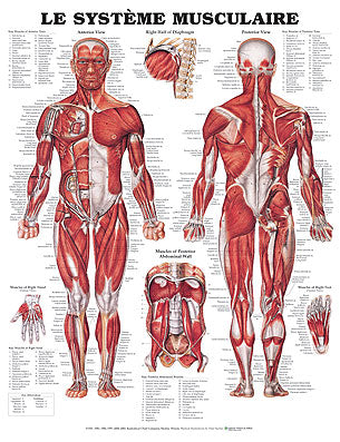 Affiche Le système musculaire 50 x 65 cm