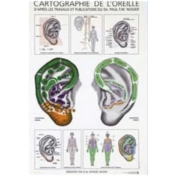 Cartographie de l'oreille par Nogier