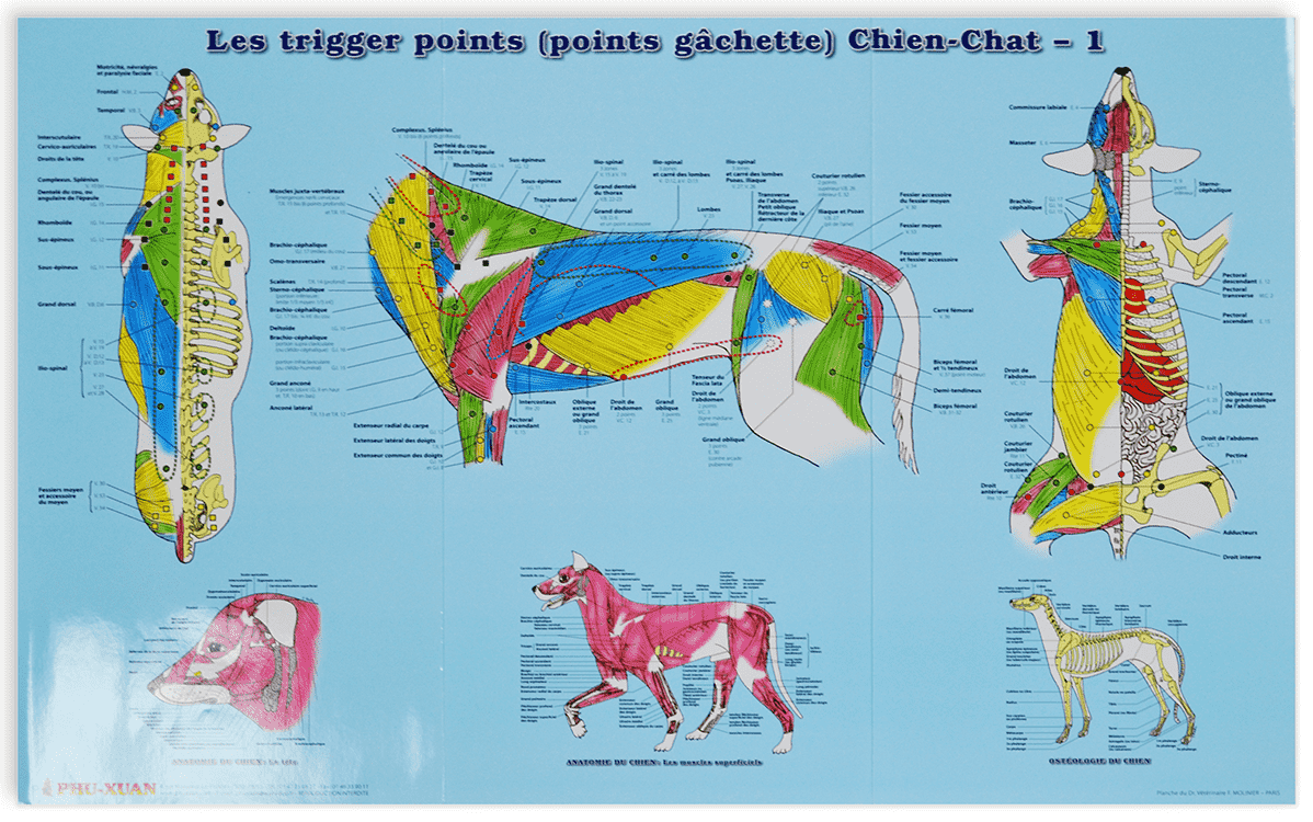 Les "trigger points" (point gâchette) du chien et du chat (2 planches)