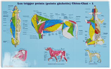 Les "trigger points" (point gâchette) du chien et du chat (2 planches)
