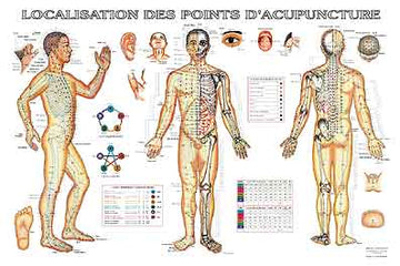 Localisation des points d'acupuncture (affiche)