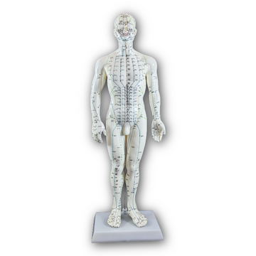 Modèle Homme points et méridiens 50 cm